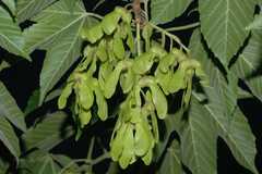 Acer cappadocicum